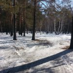 Весна приходит в сибирский лес
