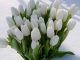 Сибирские тюльпаны к 8 марта