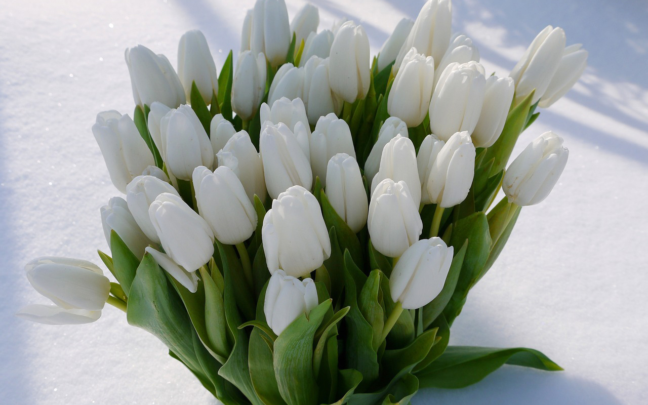 Открытки с белыми тюльпанами
