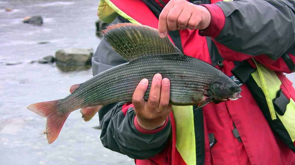 Сибирский хариус – рыбацкая мечта