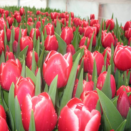 Сибирские тюльпаны к 8 марта