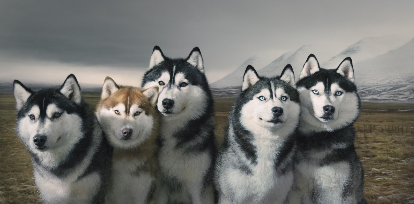 Ласковый волк – Сибирский хаски - Сибирские богатства