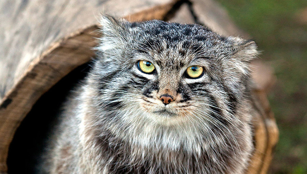 Манул – дикий сибирский кот - Сибирские богатства