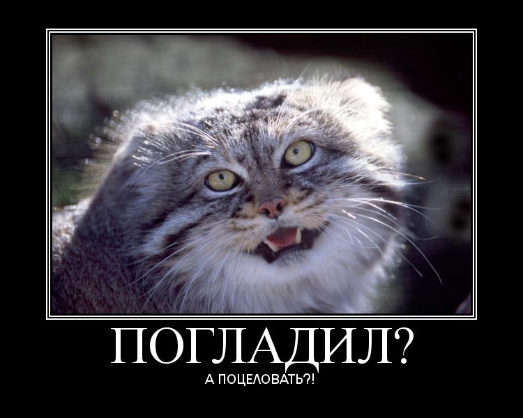 Манул – дикий сибирский кот