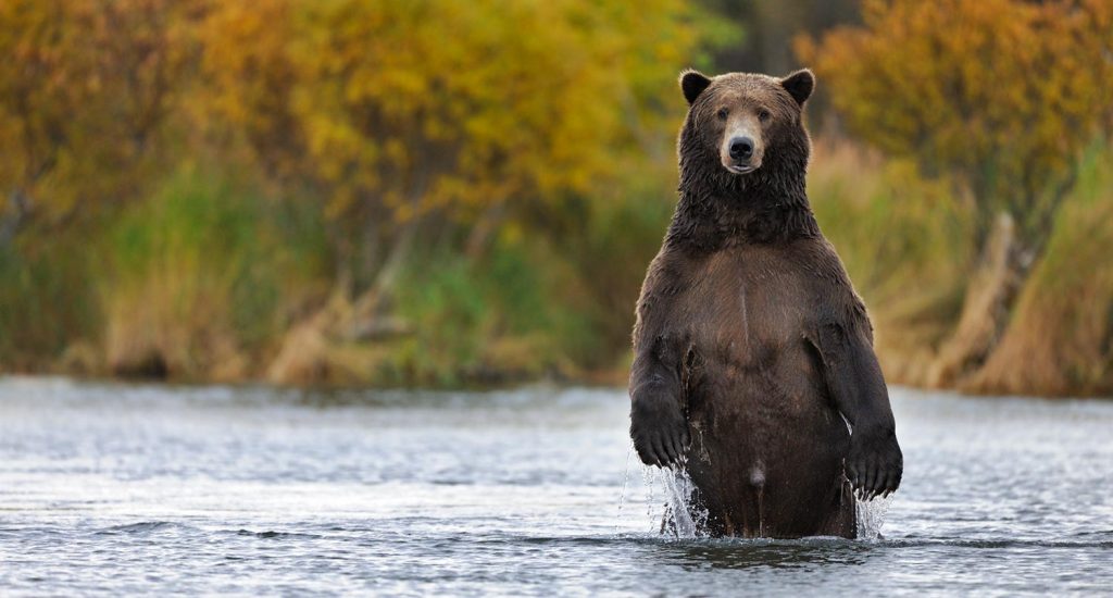 Бурый медведь – хозяин Сибири