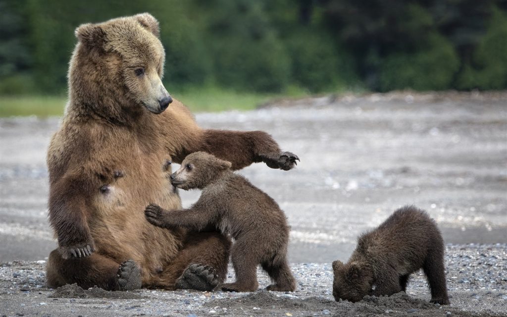 Бурый медведь – хозяин Сибири
