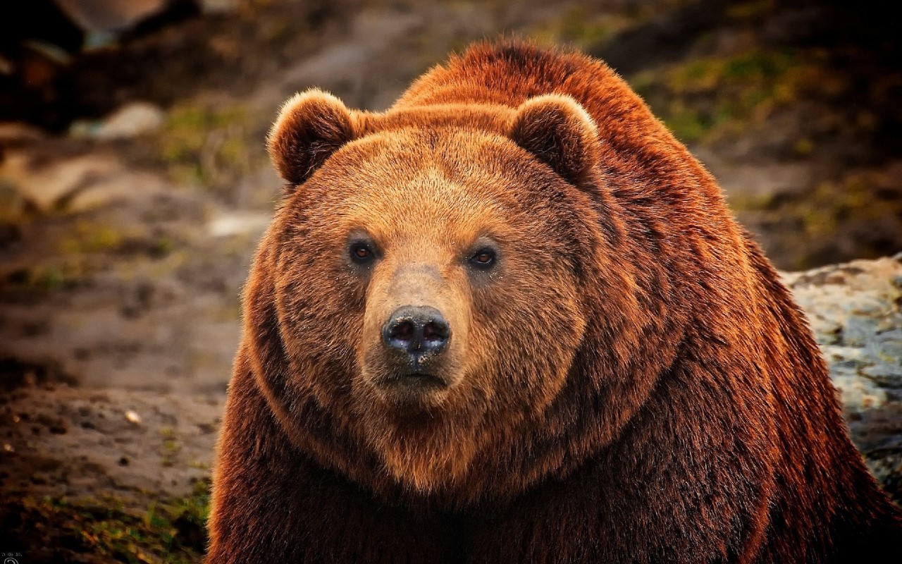 Бурый медведь – хозяин Сибири - Сибирские богатства
