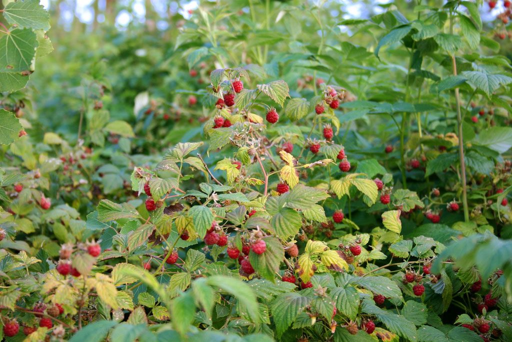 Самые полезные и вкусные ягоды сибирской тайги