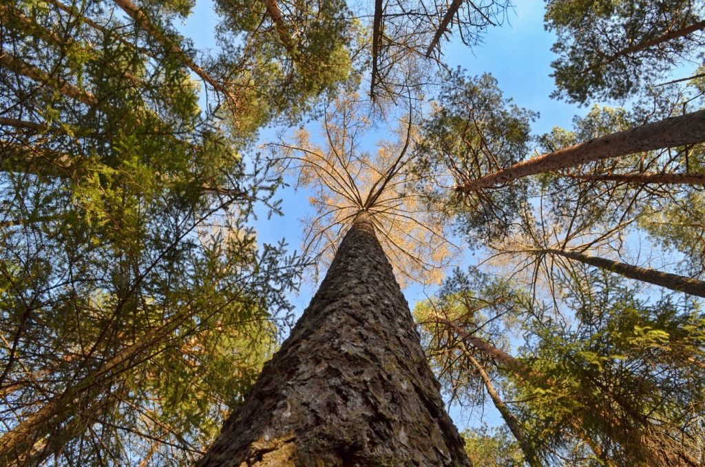 Железное дерево – сибирская лиственница
