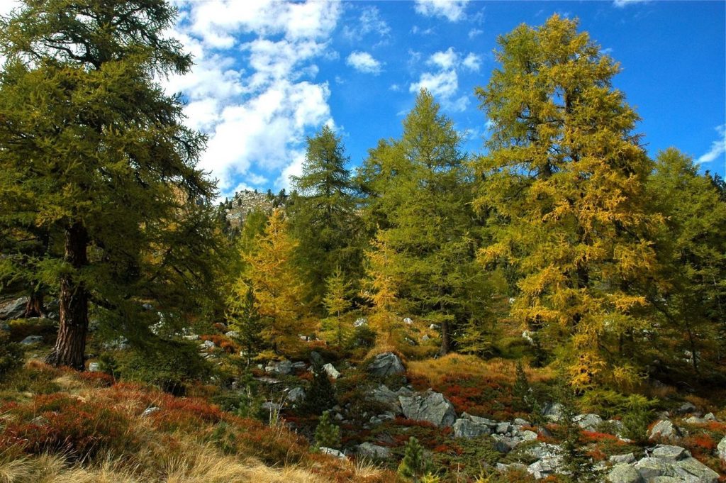 Железное дерево – сибирская лиственница
