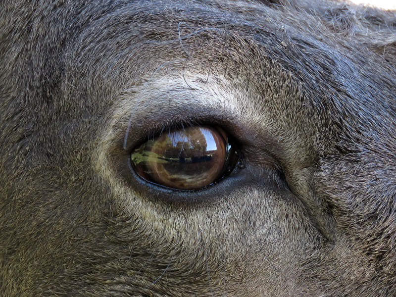 Марал – благородный сибирский олень