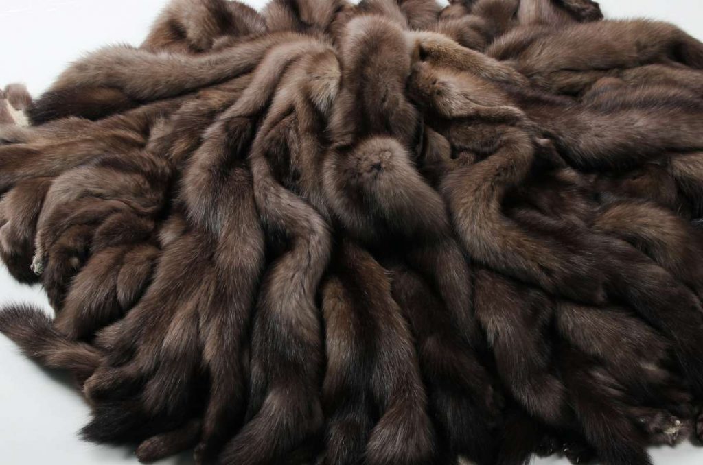 Хозяин самой дорогой в мире шубы – Сибирский Соболь