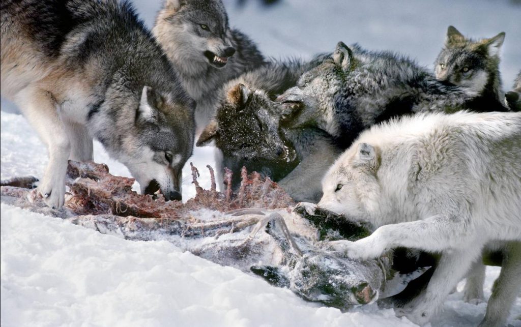 Волки – стражи сибирского леса