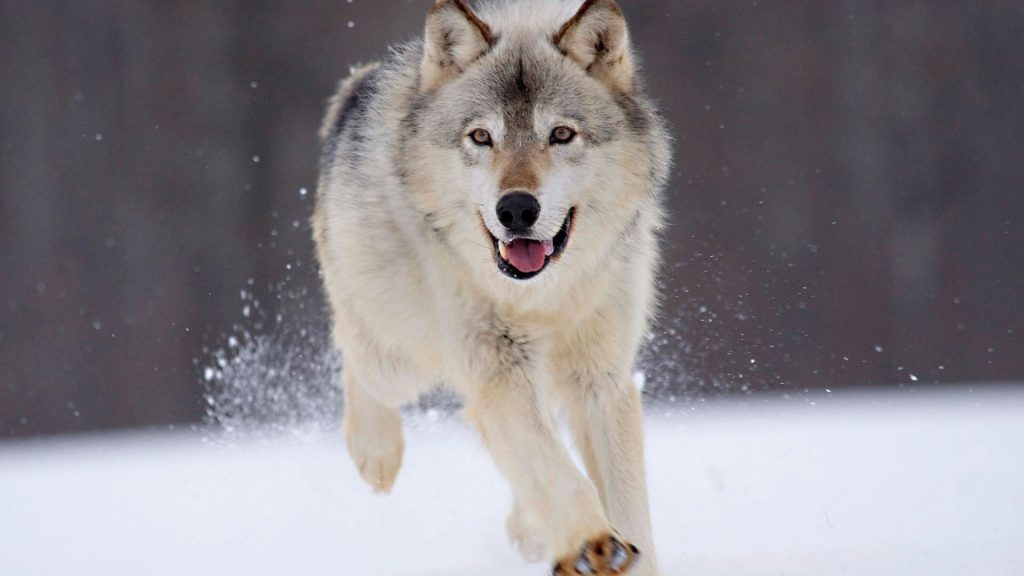 Волки – стражи сибирского леса