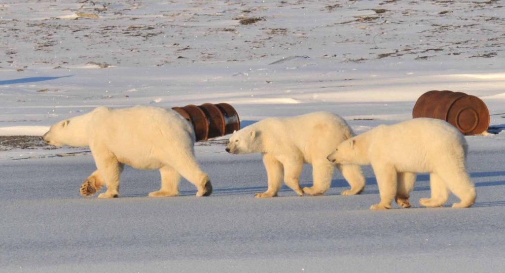Сибирский супер-зверь – Белый медведь