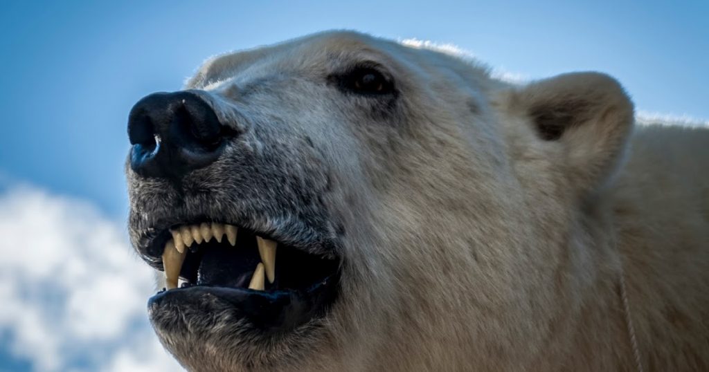 Сибирский супер-зверь – Белый медведь