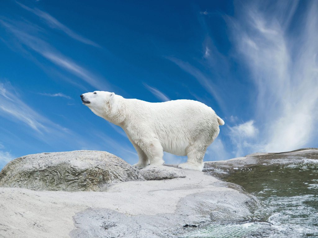 Белый медведь – Сибирский супер-зверь